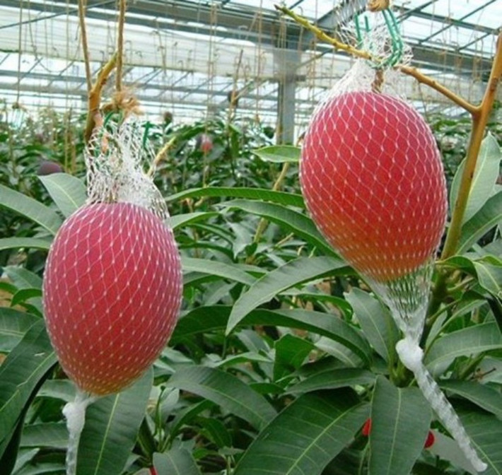 Danh sách trái cây mùa hè đắt đỏ chắc chắn không thể thiếu xoài đỏ Miyazaki (xoài Ruby), được trồng và thu hoạch vào khoảng tháng 4-8 hàng năm tại tỉnh Miyazaki, Nhật Bản.