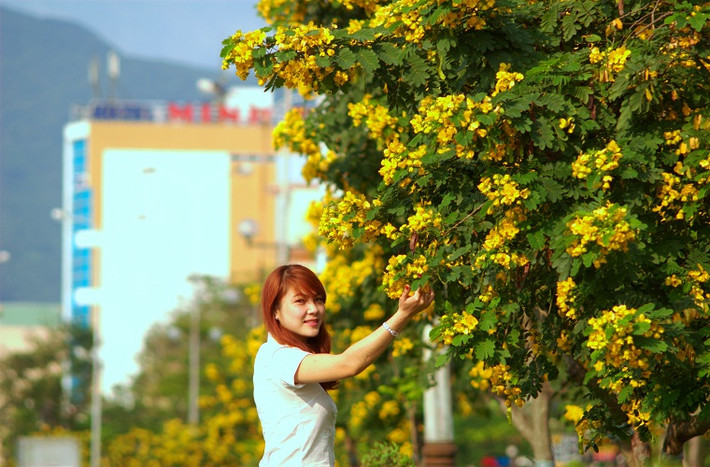 Vẻ đẹp của sắc hoa điệp vàng khiến người ta khó cầm lòng.....
