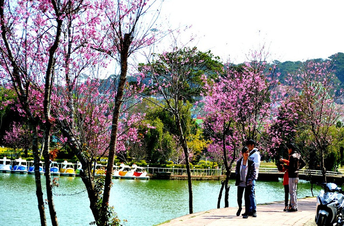 Những gốc mai anh đào bên hồ Xuân Hương Đà Lạt bung nở, nhuộm đỏ không gian, níu chân du khách