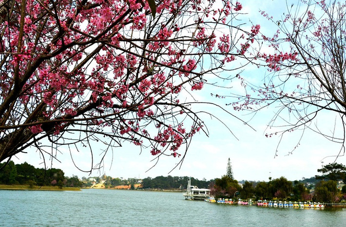 Hoa nhuộm đỏ trời...