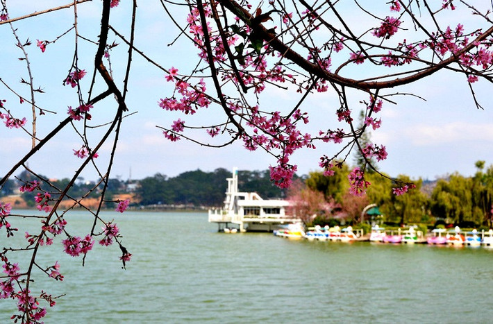 Hoa rủ xuồng hồ...