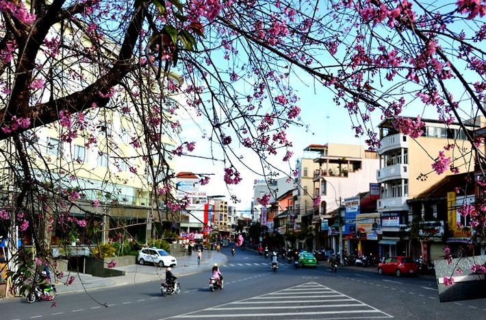 Phố phường Đà Lạt ngập trong sắc hoa