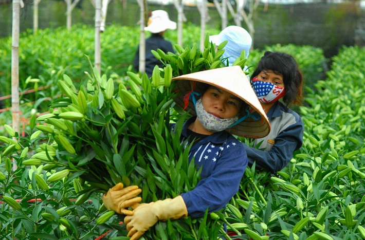 Hằng ngày, từ 6h30 đến 9h30, nông trại luôn tấp nập người thu hoạch hoa ly.
