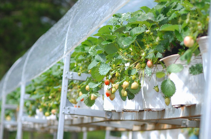 Đây là nông trại dâu tây rộng 3ha, giống Mara Des Bois nổi tiếng nhập về từ Pháp của gia đình bà Nguyễn Thị Bích Thủy tại Khu du lịch hồ Than Thở.
