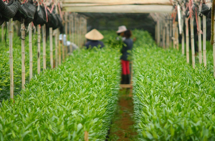 Ở nông trại này, mỗi ngày có hàng nghìn bó hoa ly được xuất đi khắp các tỉnh thành trong nước.
