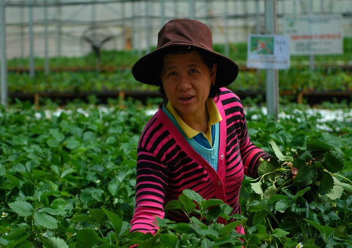 Người ta tỉ mỉ cắt tỉa từng cọng lá già, gốc dây tây phải luôn trong tình trạng sạch sẽ, tuyệt nhiên không sâu bệnh.