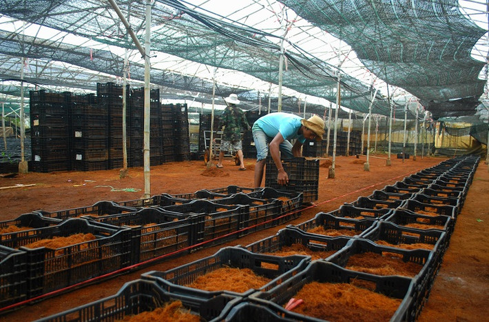 Các giá thể được xếp thành từng luống trước khi đặt củ ly đã ươm nảy mầm xuống trồng.