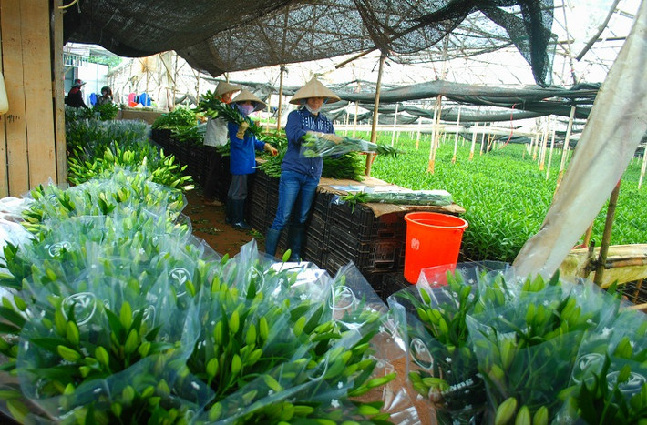 Từ đây hoa ly vươn tới các tỉnh thành nhưng chủ yếu vẫn là thị trường TP HCM.