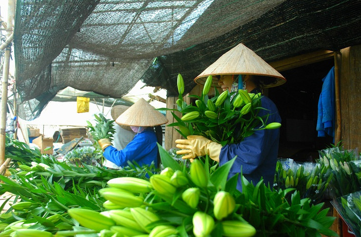 Sau khi thu hoạch, hoa được phân ra các loại 3, 5 tai (một cành 3 hoặc 5 nụ), để bán với giá khác nhau.