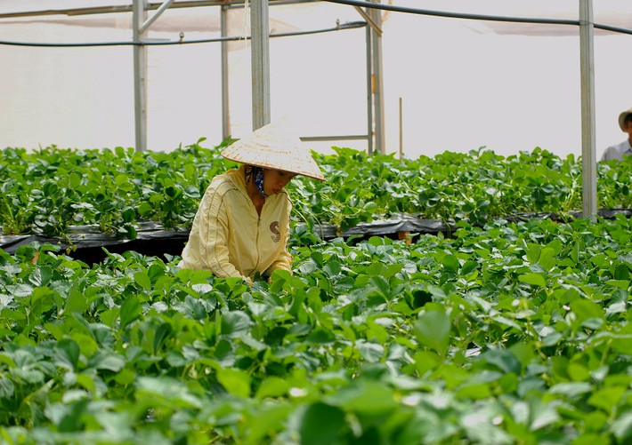 Vườn dâu tây luôn được sống trong điều kiện tốt nhất có thể.