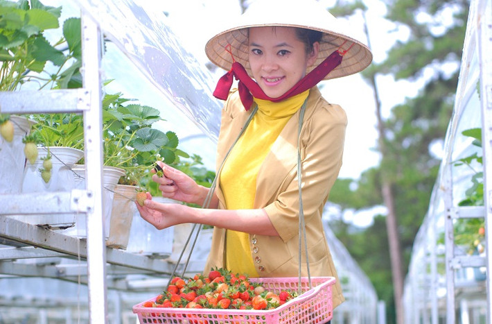 Bước vào nông trại này, người ta nhận ra ngay đẳng cấp làm nông nghiệp của người Châu Âu giữa lòng Đà Lạt. Tất cả đều theo một quy trình khép kín, tự động và hiện đại, tổng mức đầu tư lên tới 13 tỷ đồng.