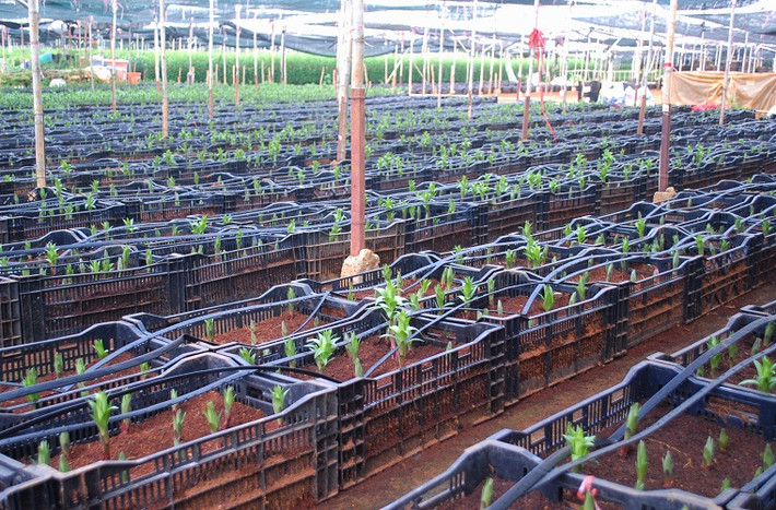Ở đây hoa ly cho thu hoạch quanh năm, các lứa hoa ly kế tiếp nhau để đảm bảo nguồn hàng cung cấp ra thị trường không bị gián đoạn.
