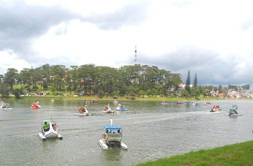 Thiên nga bơi kín Hồ Xuân Hương.