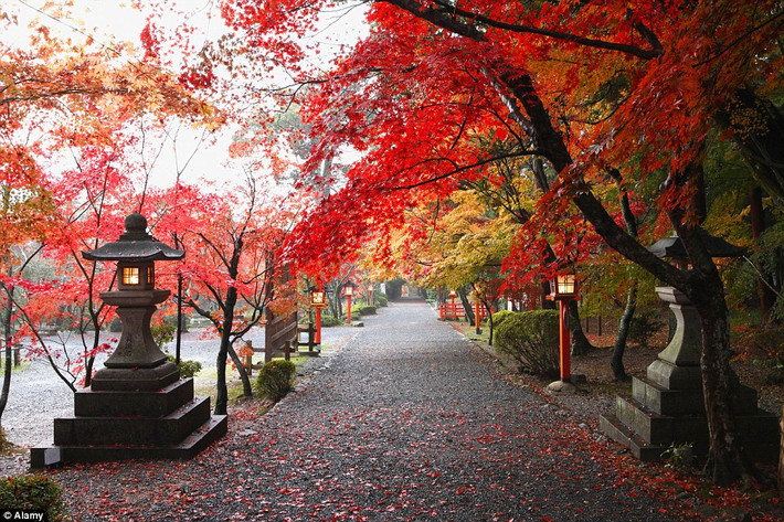 Khung cảnh mùa thu tĩnh mịch tại cố đô Kyoto của Nhật Bản.