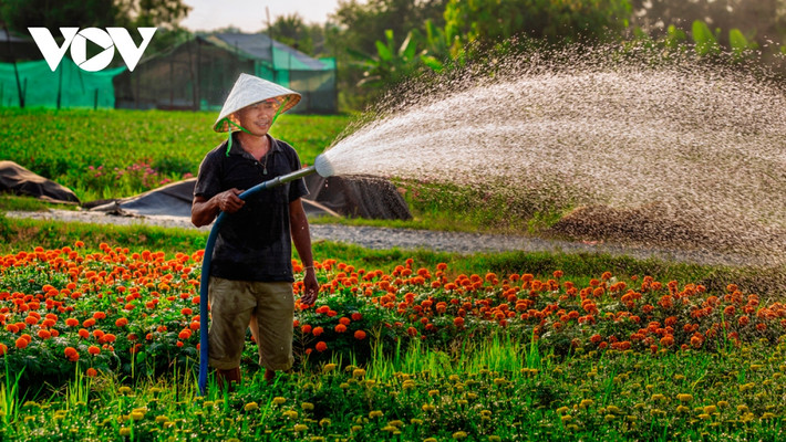 Hiện các thương lái ở TP.HCM, Đồng Nai, Bình Dương đã đến đặt cọc, chờ ngày cắt hoa đem bán. Theo người dân, các loại hoa ở làng hoa Tân Ba chủ yếu dùng thờ cúng nên dù kinh tế khó khăn nông dân ở đây vẫn không lo đầu ra.