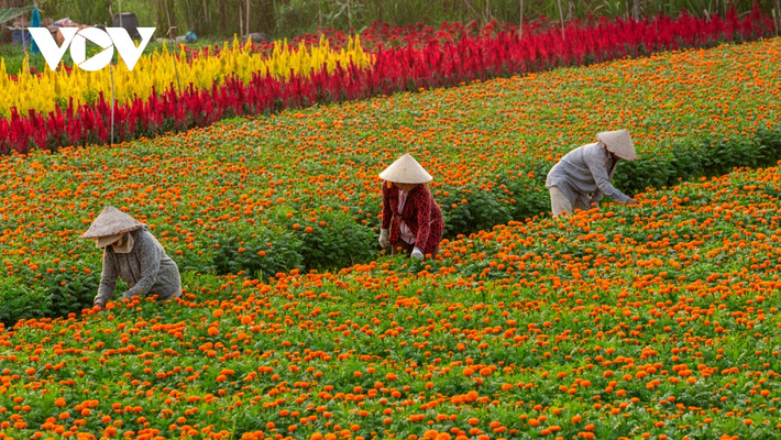 Năm nay, thời tiết thuận lợi nên người dân ở làng hoa Tân Ba yên tâm, phấn khởi khi hoa nở đều, đẹp.