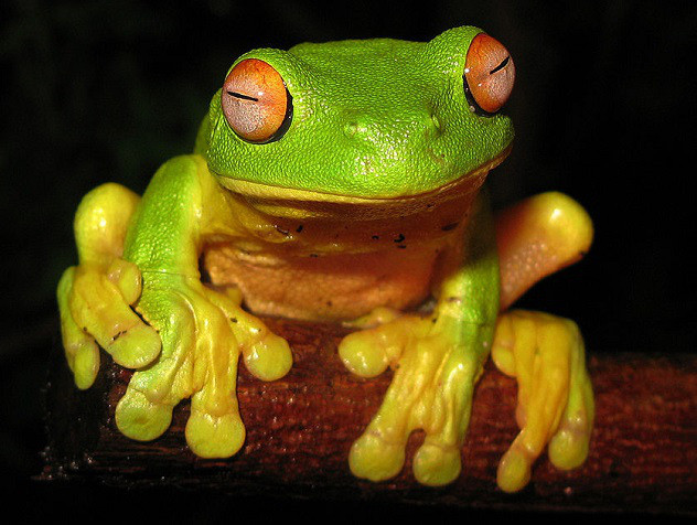 Ếch mắt đỏ tại Úc (Litoria chloris) là kẻ thù không đội trời chung với HIV, chúng tiết ra chất peptide có thể tấn công và tiêu diệt virus HIV từ một tế bào bị nhiễm bệnh.