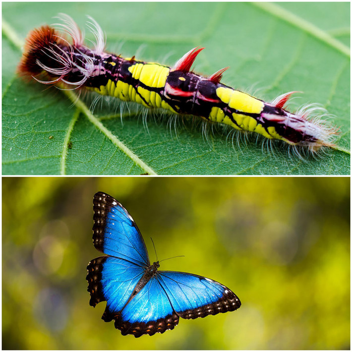 5. Loài bướm xanh Morphos có sải cánh từ 7,5 cm, chỉ có con đực là có màu xanh óng ánh, những con cái là màu nâu và màu vàng.