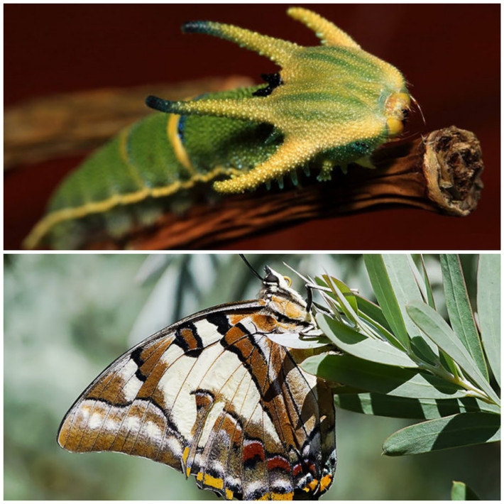 12. Polyura Sempronius: được tìm thấy ở miền bắc và miền đông Australia, vùng ven biển ấm áp và cận nhiệt đới.
