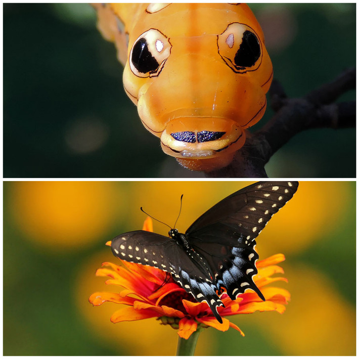 9. Spicebush Swallowtail: loài bướm đen phổ biến bướm được tìm thấy ở Bắc Mỹ. Thiên nhiên ưu đãi cho loài vật này một vẻ đẹp ấn tượng.