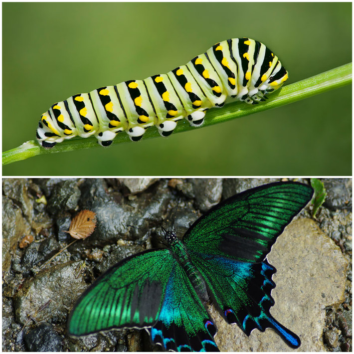 8. Swallowtail (hay còn gọi là Papilio polyxenes): Sâu bướm của loài này thường có màu xanh nhạt, trên thân là các viền đen, chấm đốm vàng.