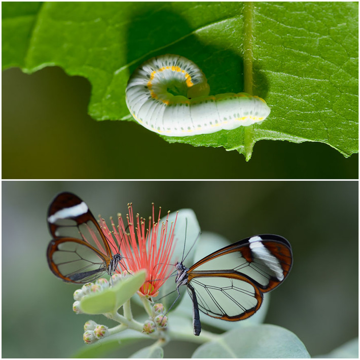 7. Glasswinged: Với đôi cánh trong suốt, loài bướm này có tên gọi Glasswinged và tên Tây Ban Nha là "espejitos", có nghĩa là "chiếc gương nhỏ".