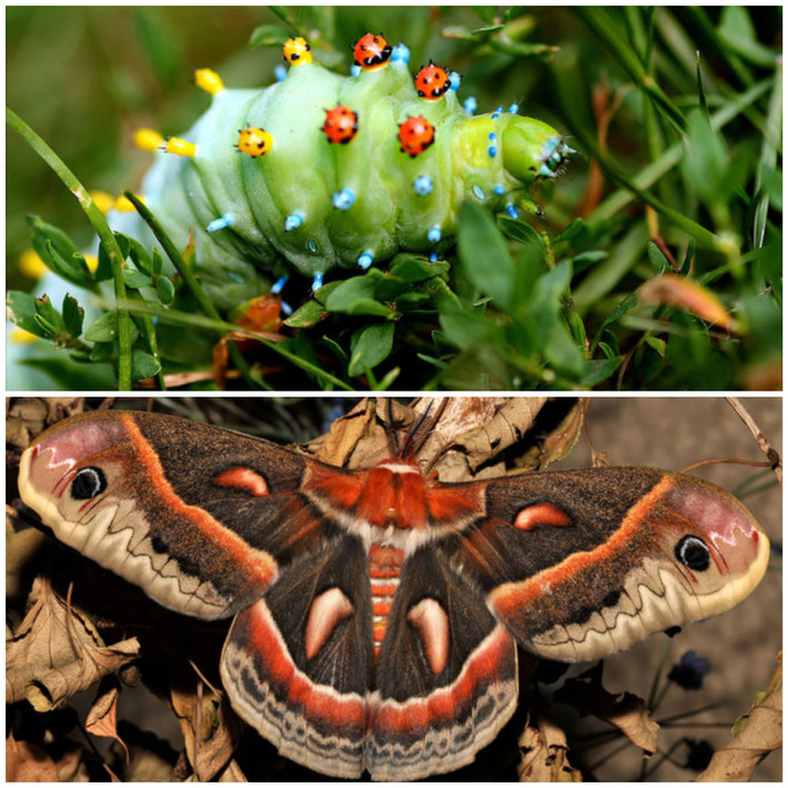 11. Loài bướm tằm Cecropia.