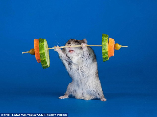 Chuột hamster tập tạ với dưa chuột và carot.