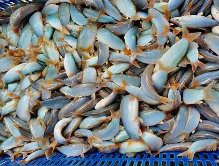 Từ tháng 7 đến tháng 10 âm lịch, ở vùng nước nổi miền Tây xuất hiện một loại cá đặc sản có tiếng kêu lạ, đó là cá heo