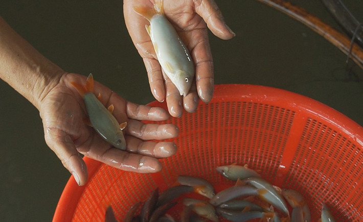 Tuy nhiên, loài cá này vẫn chưa sinh sản nhân tạo được, nguồn giống dựa vào đánh bắt tự nhiên và nhập từ Campuchia.