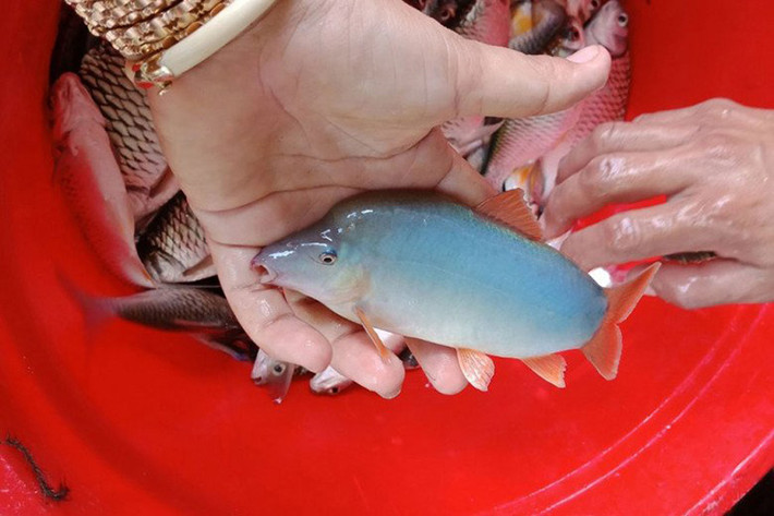 Trước đây cá heo có đầy trong tự nhiên, còn giờ đây nó đã nâng tầm thành đặc sản giá lên tới 800.000/kg