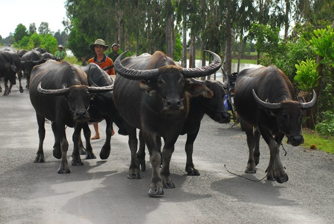 Tình trạng nhập lậu trâu, bò không những khó kiểm soát dịch bệnh mà còn làm cho nhà nước mất đi một khoản thu rất lớn từ thuế nhập khẩu chính ngạch.