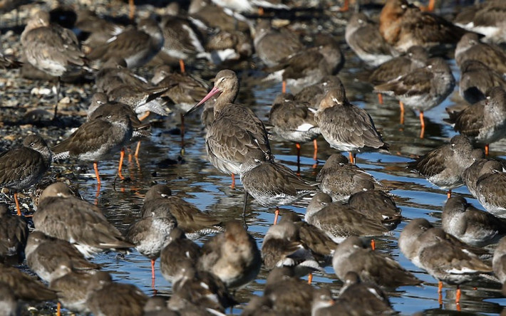 Chim godwit đang đứng nghỉ ngơi.