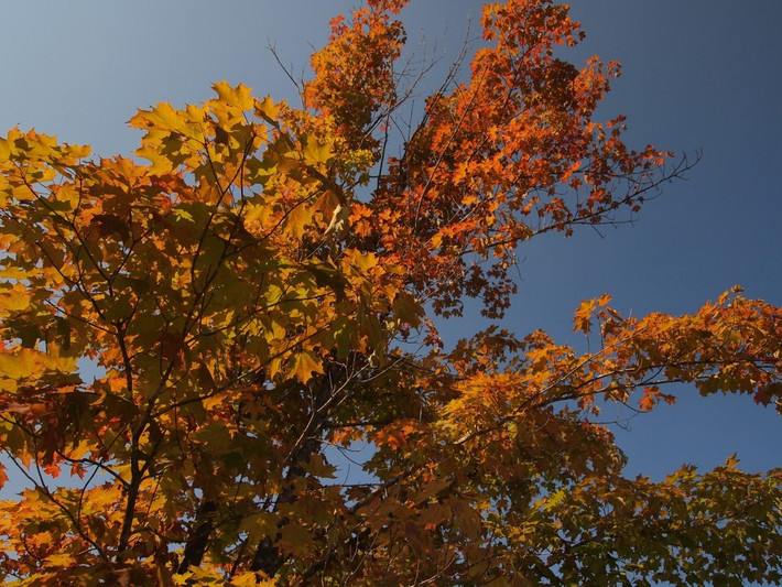 Mùa thu thể hiện qua màu lá cây trên bán đảo Bruce, Ontario.
