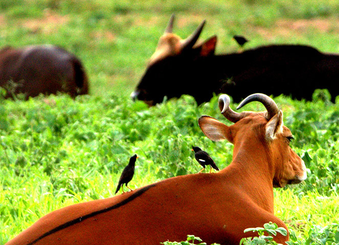 Bò banteng tại khu vực sông Mekong đang đứng trước nguy cơ tuyệt chủng nghiêm trọng, theo báo cáo của WWF.