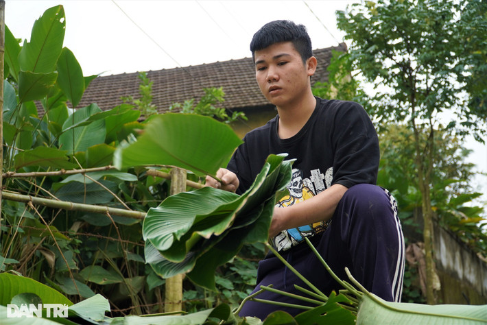 Sau khi cắt xong, bà Hoài chuyển cho con trai trợ giúp phân loại, xếp lá. "Tranh thủ lúc được nghỉ học, em ra phụ giúp mẹ", nam sinh Hoàng Văn Hướng (lớp 12) nói.