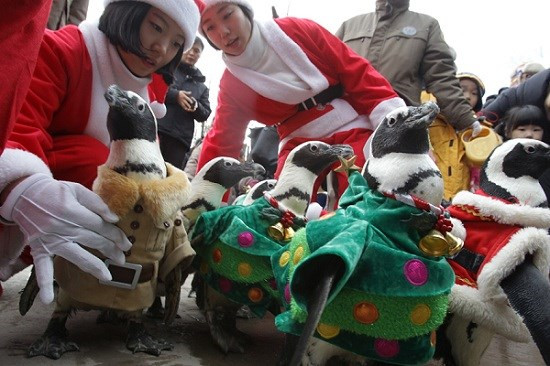 Một đàn chim cánh cụt diện đồ như ông già Noel lạch bạch diễu hành qua phố tới công viên giải trí Everland của Hàn Quốc.