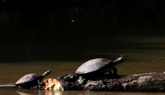 Rùa bò lên một thân cây trôi trên sông Kapawi ở Kapawi, Ecuador.