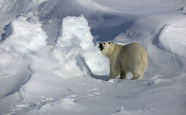 Gấu Bắc Cực đi trên một tảng băng lớn trên eo biển Robeson nằm giữa Greenland và Canada.
