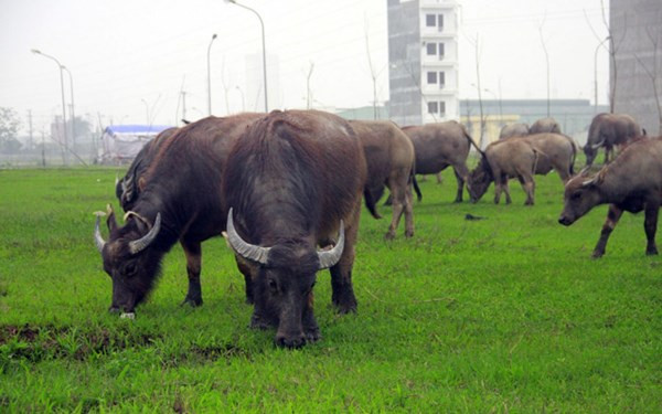 Một ngày của những chú trâu này rất khoa học, sáng 6h rời khỏi chuồng ăn cỏ tới 8h xuống đầm dưới nước.