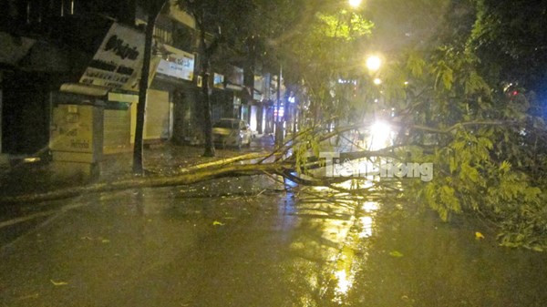 Trên nhiều tuyến phố, hàng loạt cây xanh cũng bị đốn ngã. Ảnh 1 cây xanh đổ chắn ngang đường Lê Duẩn (Hà Nội) khiến các phương tiện lưu thông gặp khó khăn.