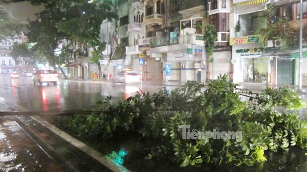 Rất nhiều cây nhỏ đã bật gốc vì gió lớn.