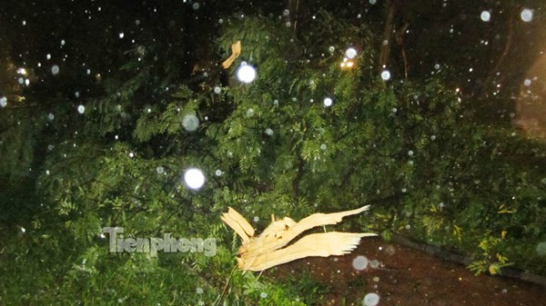 Một loạt cành cây ở trong khu vực bờ hồ Hoàn Kiếm (Hà Nội) bị gió bẻ gãy.