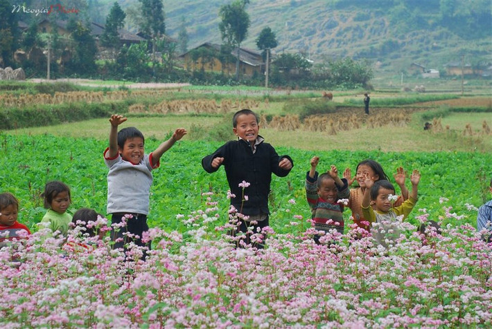 Hoa tam giác mạch có vòng đời khoảng một tháng, mới đầu hoa nở có màu trắng, sau chuyển sang phớt hồng, ánh tím và cuối cùng là đỏ sậm.
