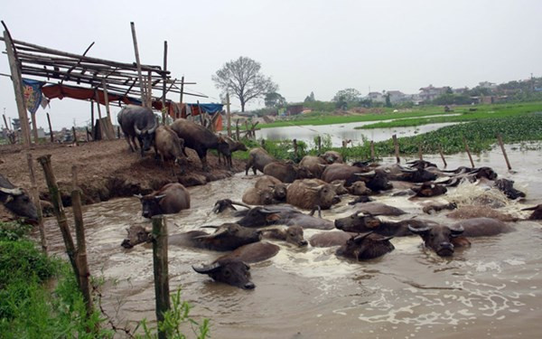 Năm 2010, sau khi bôn ba từ Nam ra Bắc, anh Thiện mạnh dạn đầu tư số tiền lớn vào mô hình chăn nuôi trâu ngay trên mảnh đất quê hương mình.