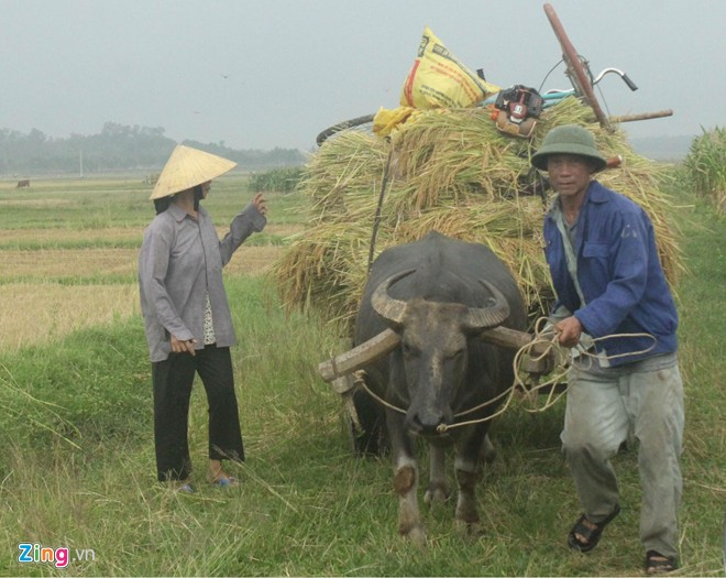 Cơ hội đến với Phượng khi một lần xem tivi thấy có thông báo Học viện Hoàng Anh Gia Lai tổ chức thi tuyển cầu thủ nhí, Phượng đã xin cha mẹ cho mình vào Tây Nguyên thi. Để có tiền đưa con đi thi, cha mẹ Phượng đã phải bán lúa non và 1 con lợn 25kg. Sau cuộc thi đó, Phượng đã trở thành 1 trong 17 người được chọn vào học khóa 1, và đó là bước ngoặt để em có được thành công như hôm nay.