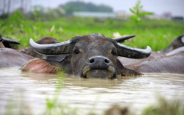 Tuy nuôi trâu với số lượng lớn nhưng anh Thiện luôn nhớ mặt mũi từng con một, cách ăn uống của chúng, tính nết của từng chú trâu một.