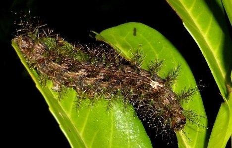 8. (Lonomia obliqua): Loài sâu bướm có cái tên lạnh lùng thực chất là giai đoạn ấu trùng của loài sâu bướm khổng lồ và là loài sâu bướm nguy hiểm nhất thế giới. Mặc dù có vẻ ngoài ngây thơ nhưng nó đã gây ra nhiều trường hợp tử vong.
