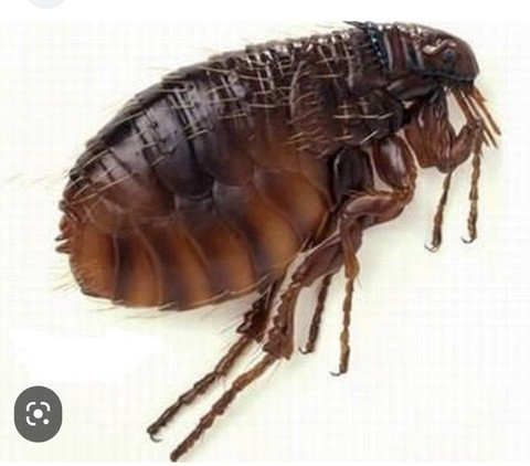 3. Bọ chét (chi Siphonaptera): Có lẽ là một trong những ví dụ lịch sử nổi tiếng nhất về loài côn trùng mang mầm bệnh, bọ chét chính là tác nhân chính truyền bệnh dịch hạch, giết chết từ 75 đến 200 triệu người trên toàn thế giới chỉ trong khoảng một thập kỷ hoặc lâu hơn, khiến gần 50% dân số châu Âu tử vong vào thế kỷ 14.