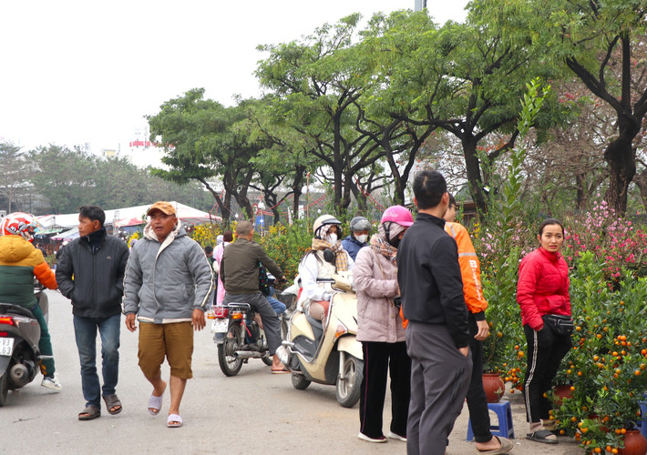 Dạo quanh các phố bán đào, quất tấp nập như chợ họp ở Mỹ Đình, chợ hoa Trung Kính đã tấp nập những biển giảm giá, đồng giá.
